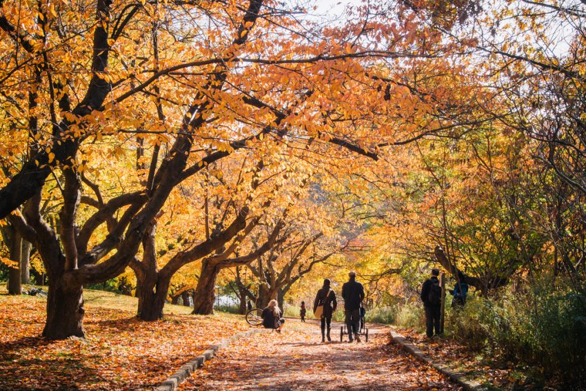 high-park-in-autumn-colours