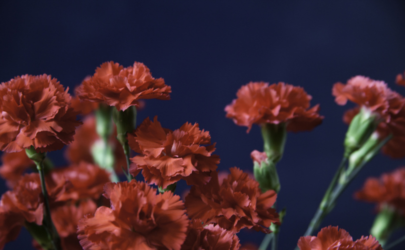 Here's What Different Flowers Mean On Mother’s Day: Carnations