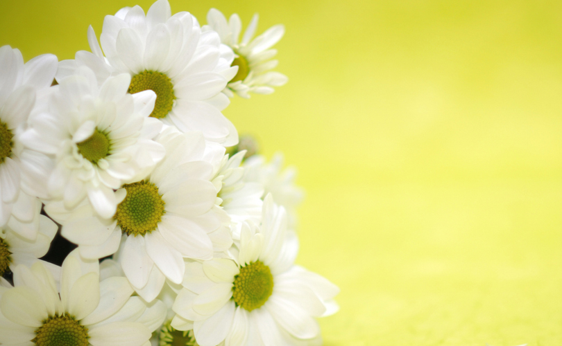 Here's What Different Flowers Mean On Mother’s Day: Daisies