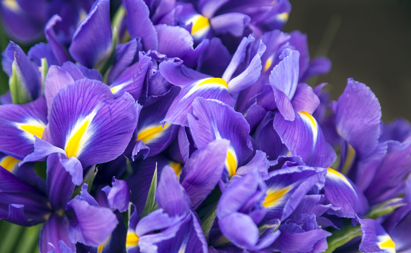 Here's What Different Flowers Mean On Mother’s Day: Irises