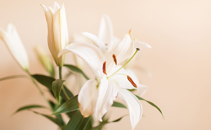 Here's What Different Flowers Mean On Mother’s Day: Lilies