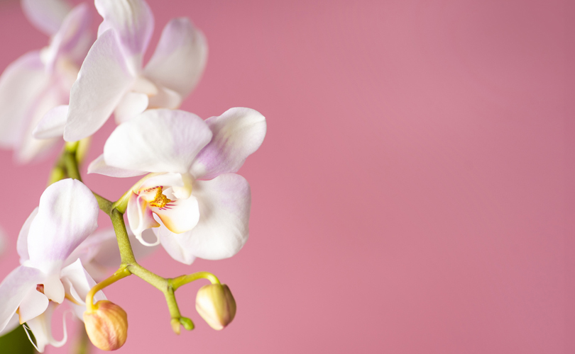 Here's What Different Flowers Mean On Mother’s Day: Orchids