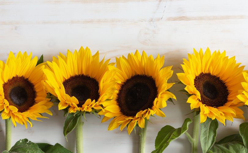 Here's What Different Flowers Mean On Mother’s Day: Sunflowers