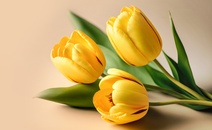 Here's What Different Flowers Mean On Mother’s Day: Yellow Tulips