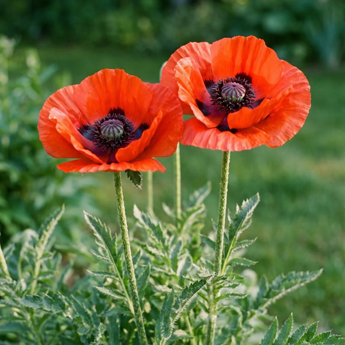 Picture of Poppy M